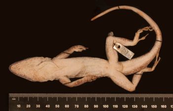Media type: image;   Herpetology R-6164